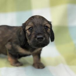 Mr. Hash Brown (Shaded Cream) - Cream male Dachshund puppy in Knoxville, Tennessee from Over The Moon Minis