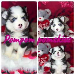 Pomsky Puppies from Pom Pom Pomskies