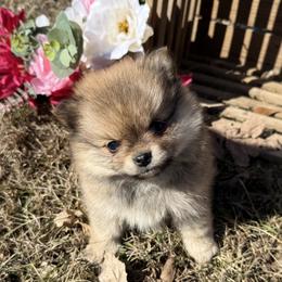 Pomeranian and Pomsky Puppies from Stacey Venable