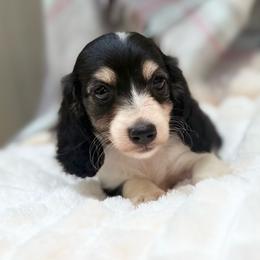 RUSSIAN GIRL - Black and cream female Dachshund puppy in Decatur, Mississippi from KP Dachshunds