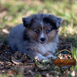 Malibu - Blue merle female Toy Australian Shepherd puppy in Granbury, Texas from Best Little Aussies