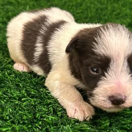 Liver Parti - Liver male Miniature Schnauzer puppy in Clover, South Carolina from Bobo’s Babies Kennels