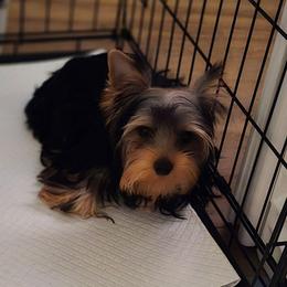 Buddy - Black and tan male Yorkshire Terrier puppy in Grand Terrace, California from CLC SOUTHERN YORKIES