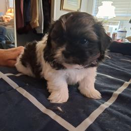 Charlie - Gold and white male Shih Tzu puppy in Lake Worth, Florida from Shih Tzu Cottage