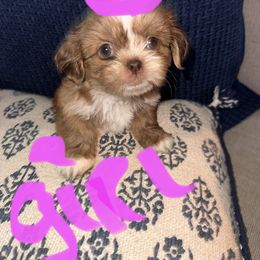Shih Tzu All Grown Up from Khloe’s Shih Tzus