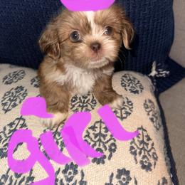 Shih Tzu All Grown Up from Khloe’s Shih Tzus