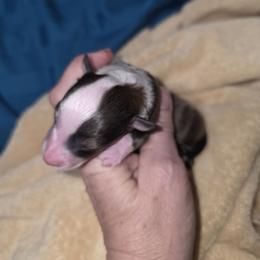 G-2 - Sable and white female Shetland Sheepdog puppy in Citra, Florida from Southpaw Herders LLC