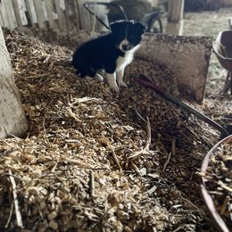Border Collie Puppies from Stone Garden Border Collies