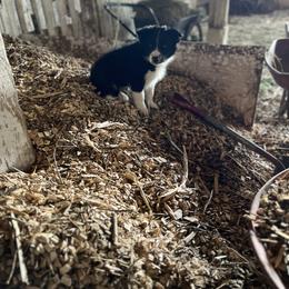 Border Collie Puppies from Stone Garden Border Collies