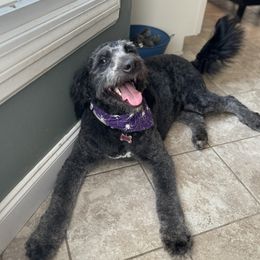 Ivy - Bernedoodle