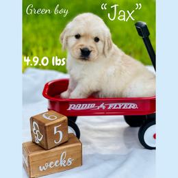 Golden Retriever Puppies from All shades Golden