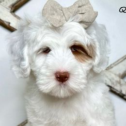 Girl 1 - Caramel female Australian Labradoodle puppy in Kentucky from Bluegrass Country Labradoodles