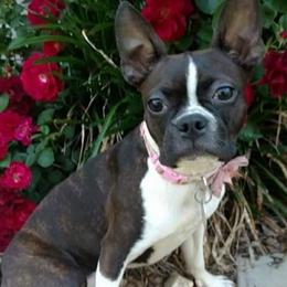 Boston Terriers from P3 Boston Terriers in NC