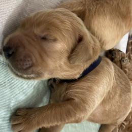 DAKOTA - Red  female Goldendoodle puppy in Porter Ranch, California from Jasperdoodle.com