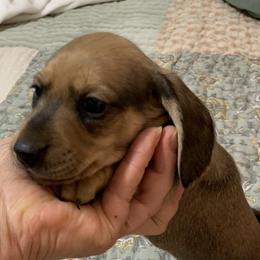 Shaded red  smooth coat male full AKC - Red male Dachshund puppy in Bethany, Connecticut from Mardox Dachshunds