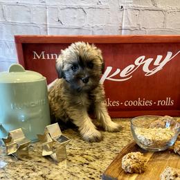 Miniature Schnauzer Puppies from Schnauzers on Robinson Lane
