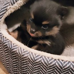 Pomeranian Puppies from Mayhew's Pomeranian Pups