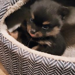 Pomeranian Puppies from Mayhew's Pomeranian Pups