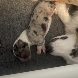 Australian Shepherd Puppies from Bedtime Story Australian Shepherds