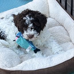 Patches - White female Lagotto Romagnolo puppy in Southbury, Connecticut from dei Allegre Lagotto Romagnolo
