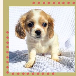 Fang - Blenheim male Cavapoo puppy in Oak Island, North Carolina from Double Doodle Cavapoos