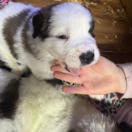 Pink wink - Brindle and white female Saint Bernard puppy in Auburn, Washington from Sara’s Saint Bernards