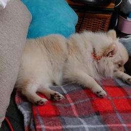 Pomeranian Puppies from Highlander Pomeranians