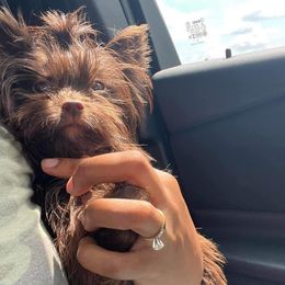 Hershey - Yorkshire Terrier