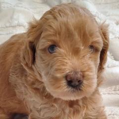 TRIXIE - MINI WHOODLE F2 - Merle female Whoodle puppy in Tomball, Texas from Texas Puppy Dreams LLC dba Whoodles and Co.
