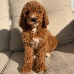 Peach - Red  female Goldendoodle puppy in Smithfield, Kentucky from KBK9 Kennels