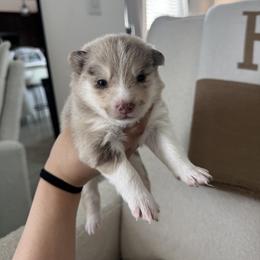 Pomsky Puppies from Velvet Pomskies