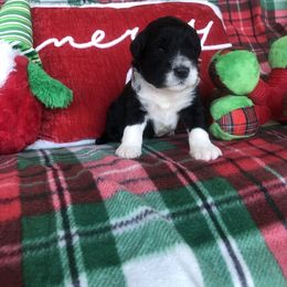 Portuguese Water Dog Puppies from Aguas De Seda PWD
