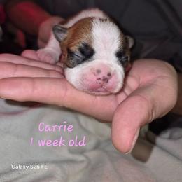 Carrie - Red female Boston Terrier puppy in Colorado Springs, Colorado from M&Bs Boston Terriers