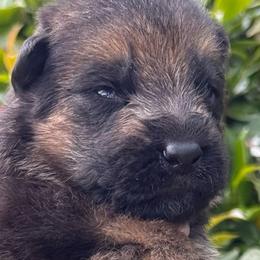 Boy 3 - Black and red male German Shepherd puppy in Central Florida, Florida from Vom Furstenhund