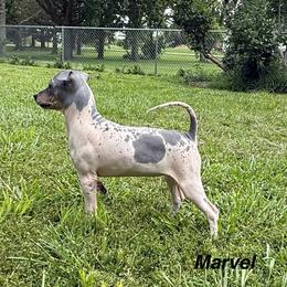 Marvel - Black tan and white female American Hairless Terrier puppy in Buckingham, Illinois from Gaus Hof