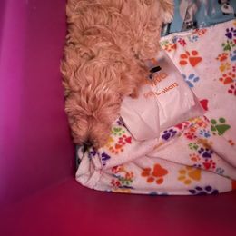 Double Doodle Puppies from Riverside Doodles in Seattle (double doodles)