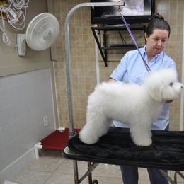 Bichon Frise and Havanese All Grown Up from Cambeas Puppies