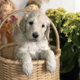 Old English Sheepdog, Poodle, and Sheepadoodle Puppies from Mountain Peak Doodles