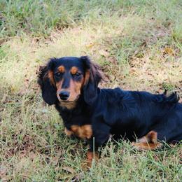 Jett - Australian Shepherd