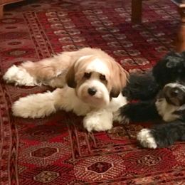 Tibetan Terrier All Grown Up from Kham Ra Tibetans