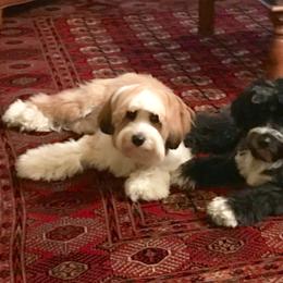 Tibetan Terrier All Grown Up from Kham Ra Tibetans