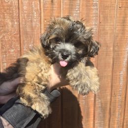 Snickers - Brown male Maltipoo puppy in Boston, Kentucky from MountCarmelPuppies