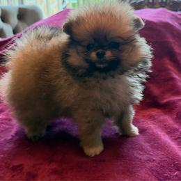 Layla - Orange sable female Pomeranian puppy in Waterloo, Indiana from Garcias Pomeranian