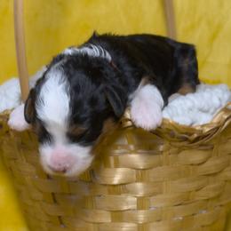 Garnet - Tri-color male Bernedoodle puppy in Bradenton, Florida from Peanut Butter Doodles