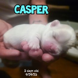 Casper - White male Maltese puppy in Belleville, Michigan from Michigan Maltese Puppies