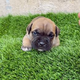 Female 4 - Red female Staffordshire Bull Terrier puppy in Lakeland, Florida from English Creek Staffords