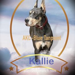 Kallie - Great Dane
