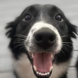 Brizzy - Australian Shepherd