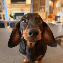 Dachshund puppies from Platinum
