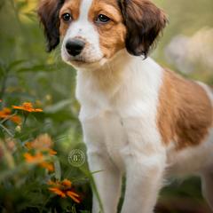 Nederlandse Kooikerhondje Puppies from Driftless Kooikerhondjes
